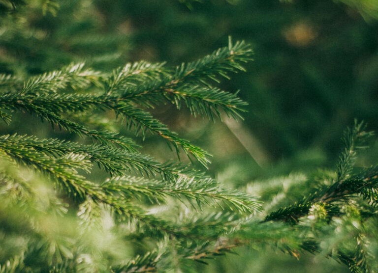 forest-leaf-web